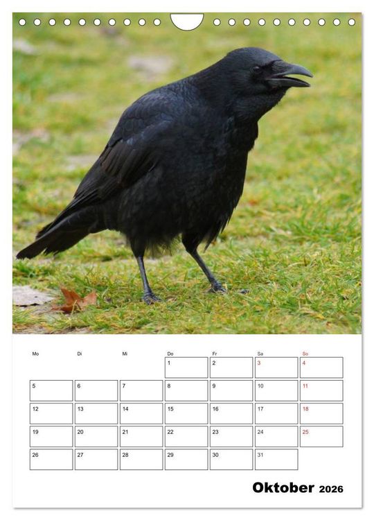 Produktbild: Rabenv&ouml;gel Terminplaner (Wandkalender 2026 DIN A4 hoch), CALVENDO Monatskalender