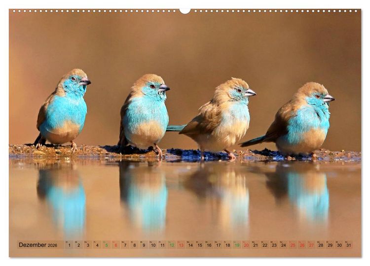 Produktbild: V&ouml;gel in Afrika - Magie der Farben (hochwertiger Premium Wandkalender 2026 DIN A2 quer), Kunstdruck in Hochglanz