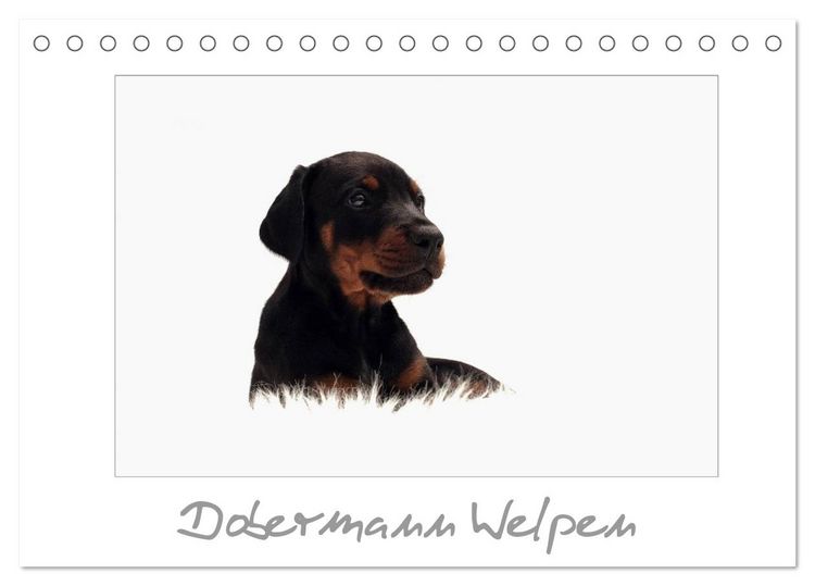 Produktbild: Dobermann Welpen (Tischkalender 2026 DIN A5 quer), CALVENDO Monatskalender