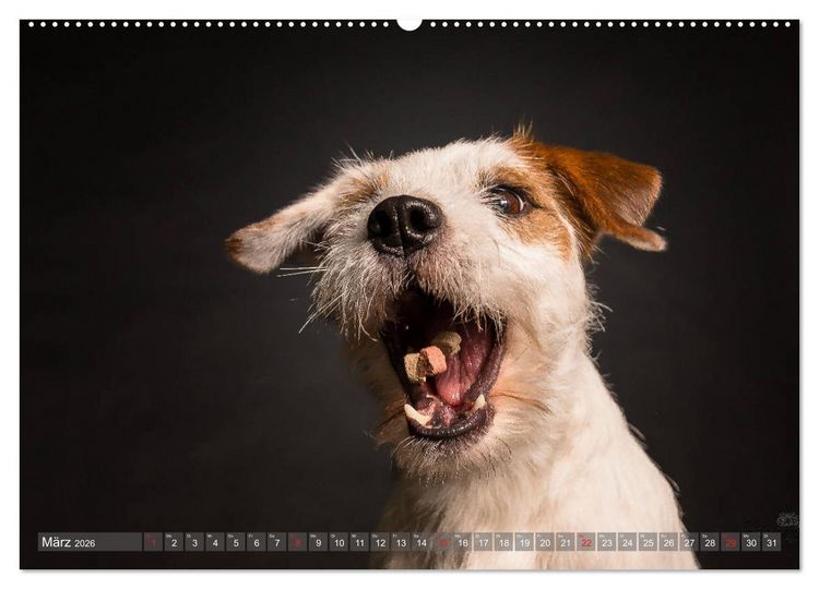 Produktbild: Fang das Leckerlie (Wandkalender 2026 DIN A2 quer), CALVENDO Monatskalender