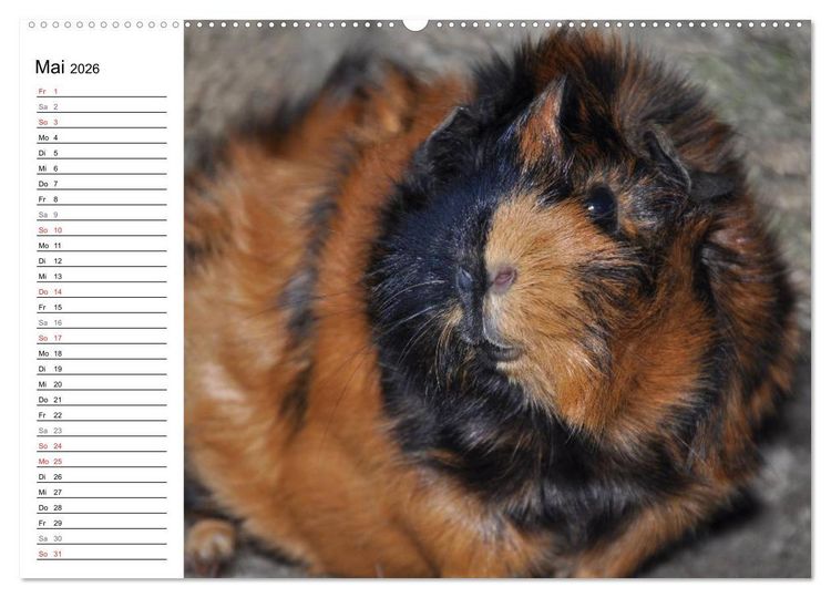 Produktbild: Meerschweinchen Niedliche Herzensbrecher (hochwertiger Premium Wandkalender 2026 DIN A2 quer), Kunstdruck in Hochglanz