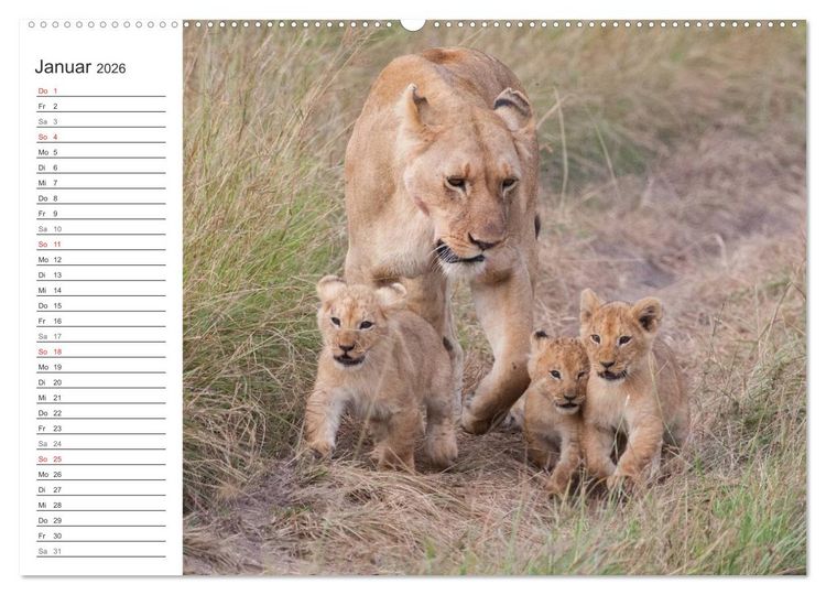 Produktbild: Emotionale Momente: L&ouml;wenbabys - so s&uuml;&szlig;. (hochwertiger Premium Wandkalender 2026 DIN A2 quer), Kunstdruck in Hochglanz