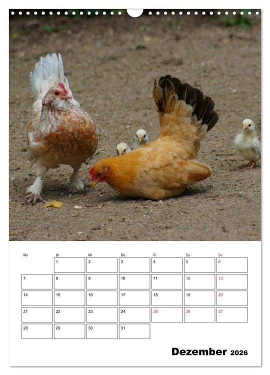 Produktbild: H&uuml;hner Terminplaner (Wandkalender 2026 DIN A3 hoch), CALVENDO Monatskalender