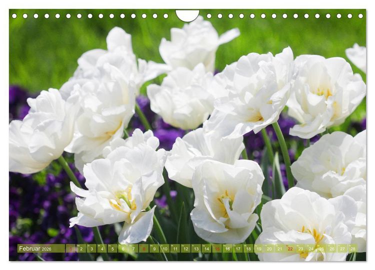 Produktbild: Wei&szlig;e Fr&uuml;hlingsbl&uuml;ten (Wandkalender 2026 DIN A4 quer), CALVENDO Monatskalender