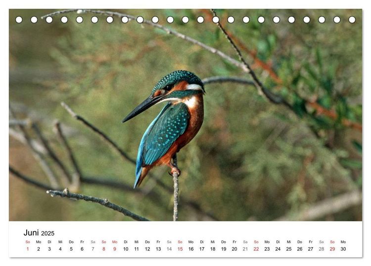 Produktbild: Heimische Tierwelt (Tischkalender 2025 DIN A5 quer), CALVENDO Monatskalender