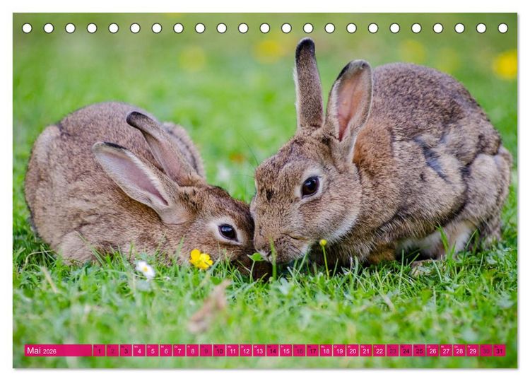 Produktbild: Kaninchen. Putzig, flauschig und geliebt (Tischkalender 2026 DIN A5 quer), CALVENDO Monatskalender