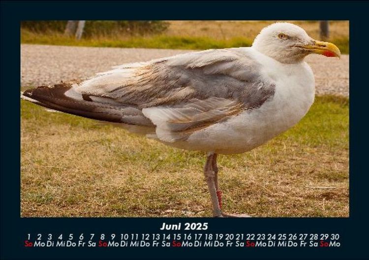 Produktbild: V&ouml;gel 2025 Fotokalender DIN A5