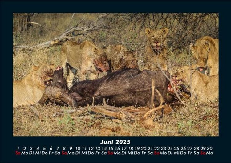 Produktbild: L&ouml;wen in der Wildnis 2025 Fotokalender DIN A5