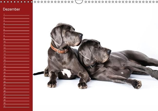 Produktbild: Deutsche Doggen / Geburtstagskalender (Wandkalender immerw&auml;hrend DIN A3 quer)