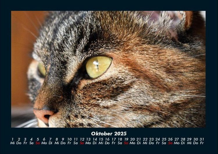 Produktbild: Tiere auf dem Bauernhof 2025 Fotokalender DIN A4