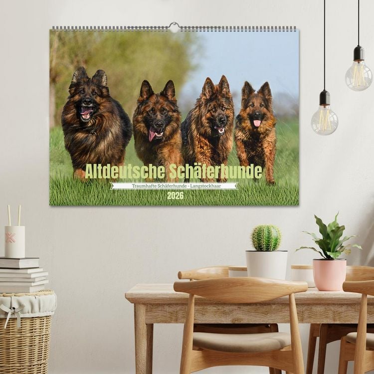 Produktbild: Altdeutsche Sch&auml;ferhunde - Traumhafte Sch&auml;ferhunde Langstockhaar (Wandkalender 2026 DIN A2 quer), CALVENDO Monatskalender