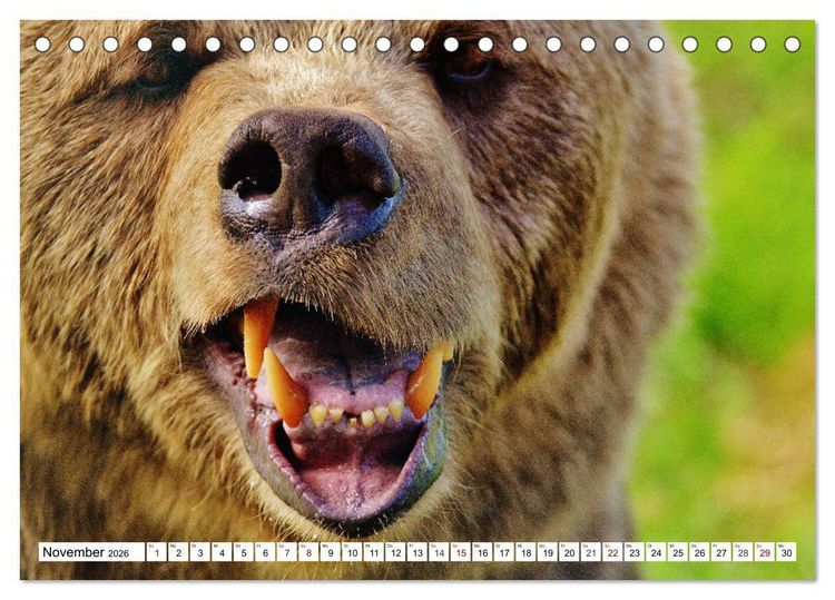 Produktbild: Lustige Tier-Selfies. Tierische Selbstportraits (Tischkalender 2026 DIN A5 quer), CALVENDO Monatskalender