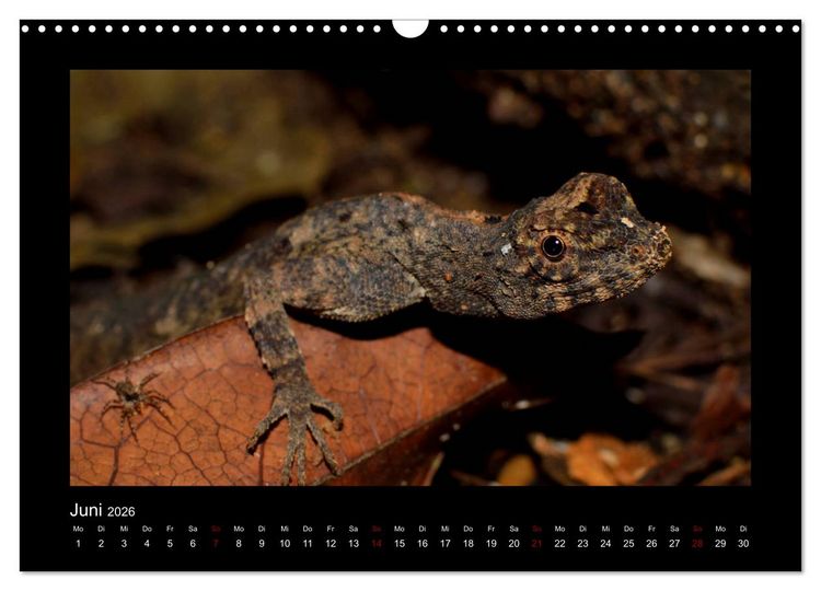 Produktbild: SUMATRA Abenteuer Regenwald (Wandkalender 2026 DIN A3 quer), CALVENDO Monatskalender