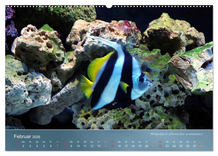 Produktbild: Bunte Riffbewohner - Fische, Anemonen und noch viel mehr (Wandkalender 2026 DIN A2 quer), CALVENDO Monatskalender