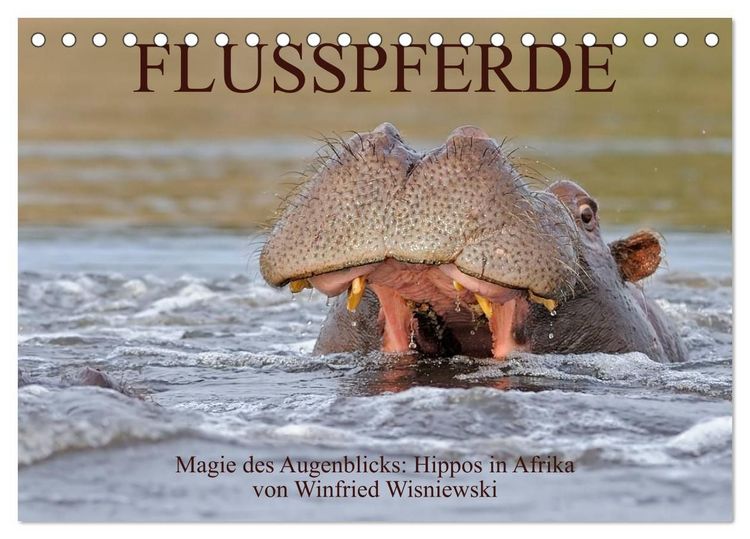 Produktbild: Flusspferde Magie des Augenblicks - Hippos in Afrika (Tischkalender 2027 DIN A5 quer), CALVENDO Monatskalender