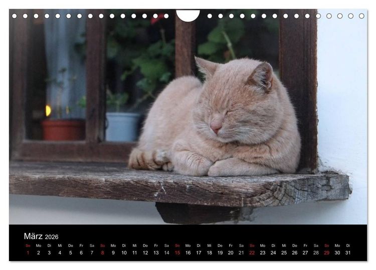 Produktbild: Haustiger - Ein Katzenkalender (Wandkalender 2026 DIN A4 quer), CALVENDO Monatskalender