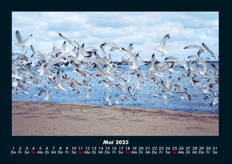 Produktbild: M&ouml;wen 2025 Fotokalender DIN A4