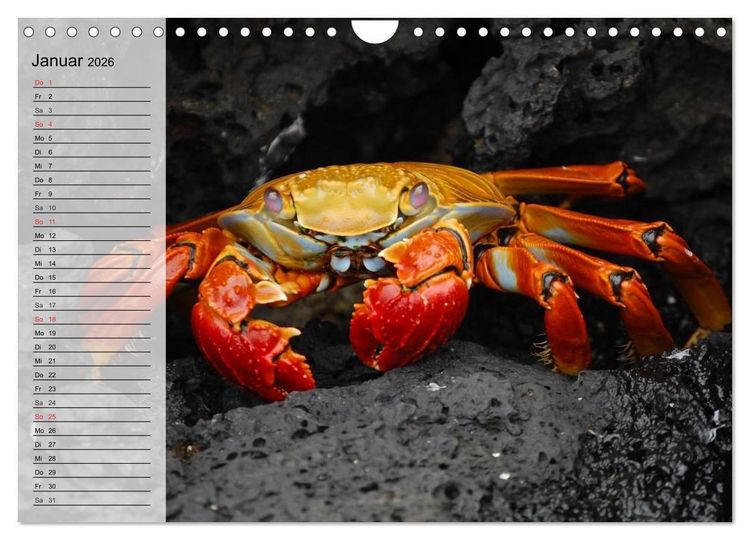 Produktbild: Krabben. Witzige Monster (Wandkalender 2026 DIN A4 quer), CALVENDO Monatskalender