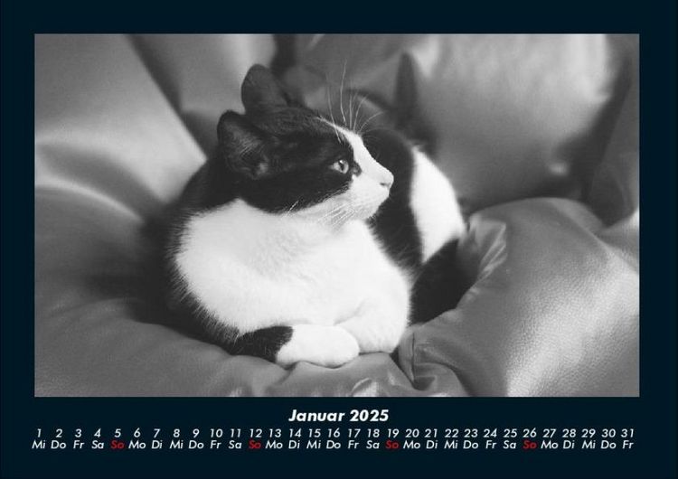 Produktbild: F&uuml;r Katzenfreunde 2025 Fotokalender DIN A4