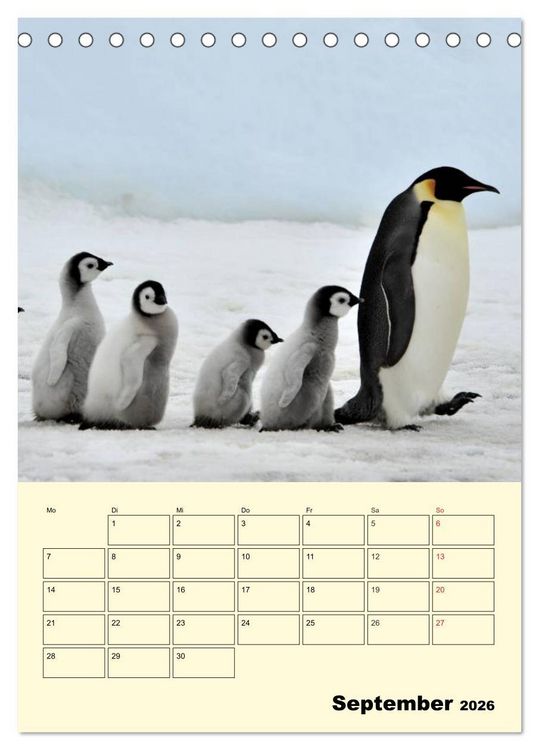 Produktbild: Pinguine. Wackeln im Thermo-Frack (Tischkalender 2026 DIN A5 hoch), CALVENDO Monatskalender