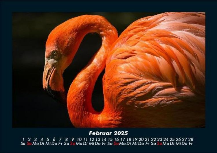 Produktbild: Tierkalender 2025 Fotokalender DIN A5