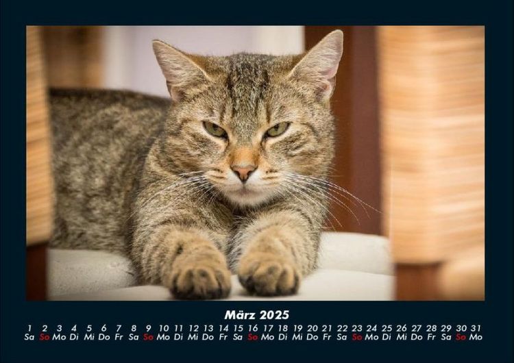 Produktbild: Katzen 2025 Fotokalender DIN A4