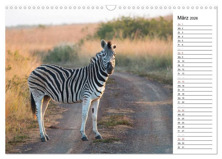Produktbild: S&uuml;dafrika - Big 5 und mehr (Wandkalender 2026 DIN A3 quer), CALVENDO Monatskalender