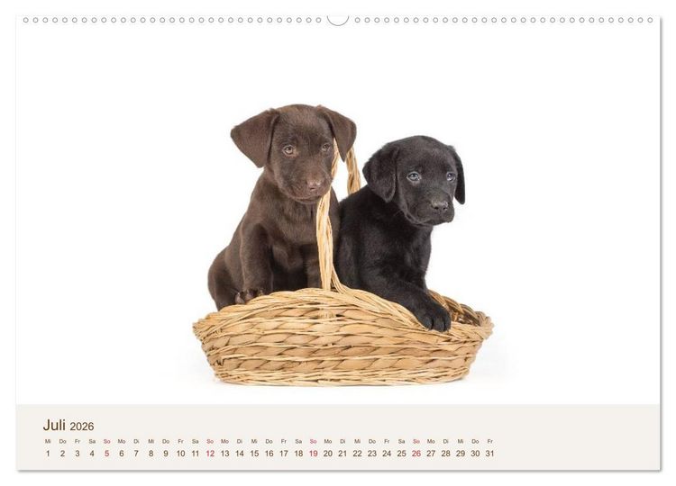 Produktbild: Labrador - Welpen (Wandkalender 2026 DIN A2 quer), CALVENDO Monatskalender