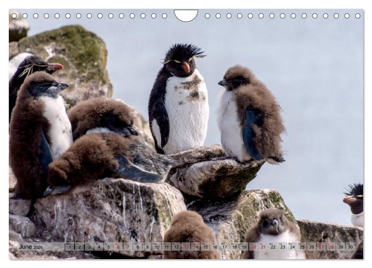 Produktbild: In the Falkland Islands (Wall Calendar 2026 DIN A4 landscape), CALVENDO 12 Month Wall Calendar