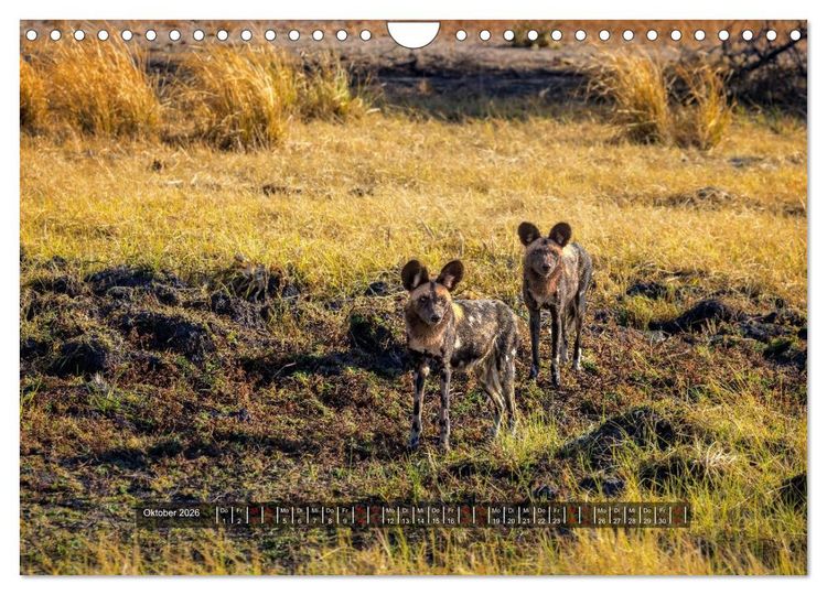 Produktbild: Sambias gro&szlig;artige Tierwelt (Wandkalender 2026 DIN A4 quer), CALVENDO Monatskalender