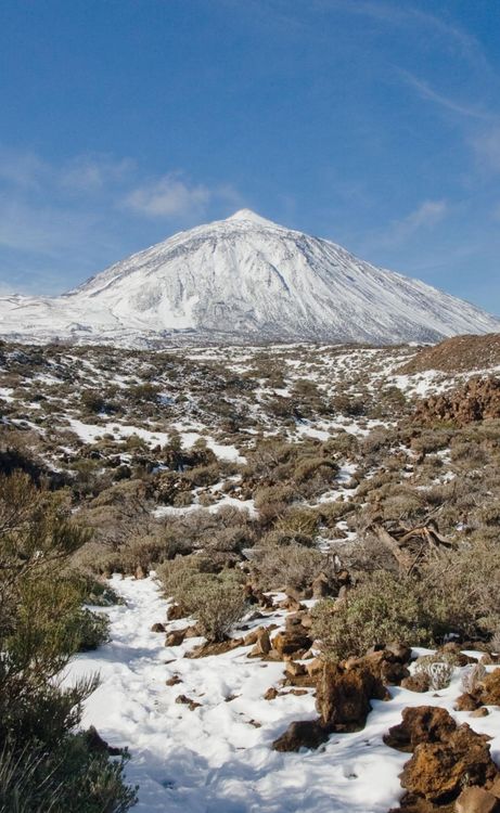 Produktbild: Teneriffa Blaue Finken - Bl&uuml;tenpracht