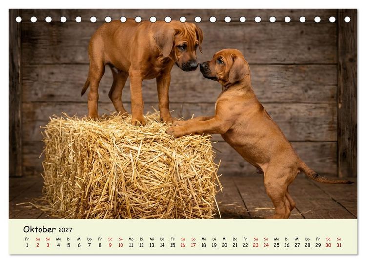 Produktbild: Rhodesian Ridgeback - Welpenzauber (Tischkalender 2027 DIN A5 quer), CALVENDO Monatskalender