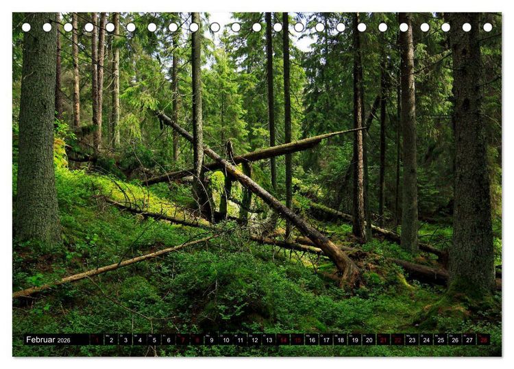 Produktbild: Tiveden, der NatURWALD in Schweden (Tischkalender 2026 DIN A5 quer), CALVENDO Monatskalender