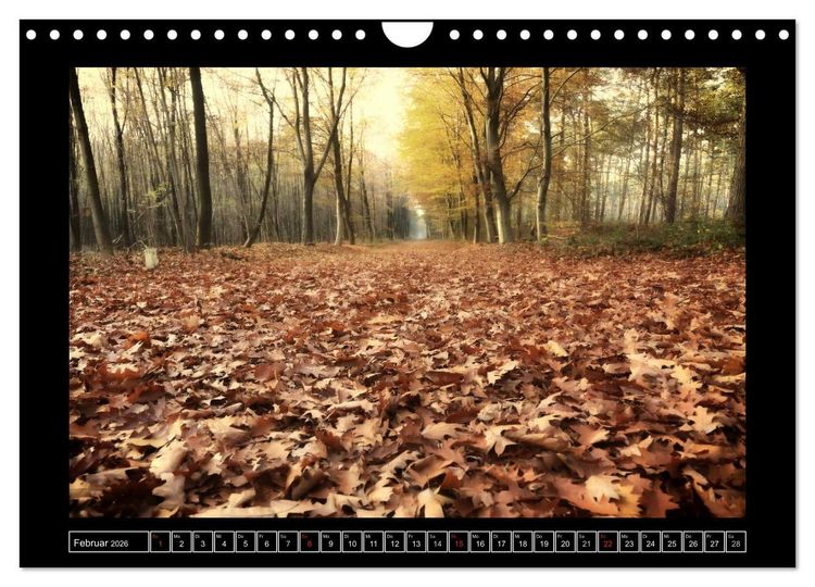 Produktbild: Der Reichswald bei Kleve (Wandkalender 2026 DIN A4 quer), CALVENDO Monatskalender