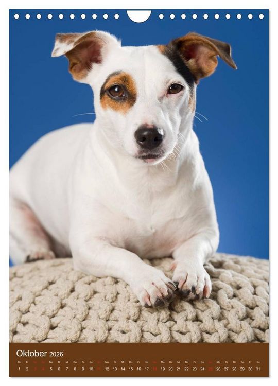 Produktbild: Jack Russell Terrier (Wandkalender 2026 DIN A4 hoch), CALVENDO Monatskalender