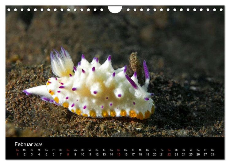 Produktbild: Unterwasserwelt Nacktschnecken (Wandkalender 2026 DIN A4 quer), CALVENDO Monatskalender