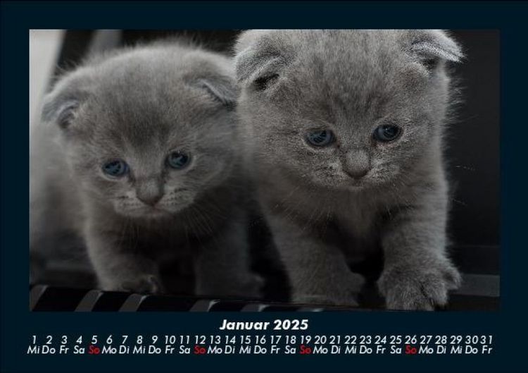 Produktbild: F&uuml;r Katzenfreunde 2025 Fotokalender DIN A5