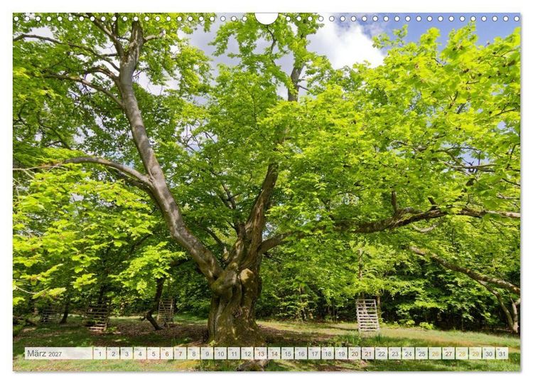 Produktbild: Hutewald Halloh - Baumriesen aus vergangenen Zeiten (Wandkalender 2027 DIN A3 quer), CALVENDO Monatskalender