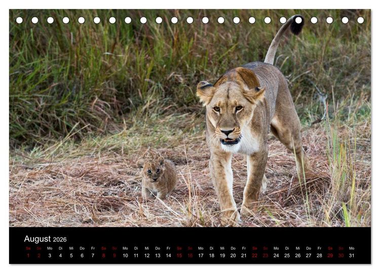 Produktbild: Afrika - Faszination Tierwelt (Tischkalender 2026 DIN A5 quer), CALVENDO Monatskalender