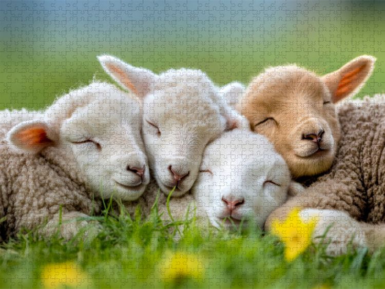 Produktbild: CALVENDO Puzzle Schafe | 1000 Teile Lege-Gr&ouml;&szlig;e 64x48cm Foto-Puzzle f&uuml;r gl&uuml;ckliche Stunden