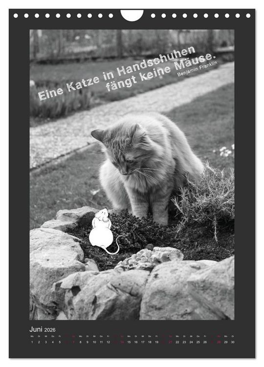 Produktbild: Katz & Maus (Wandkalender 2026 DIN A4 hoch), CALVENDO Monatskalender