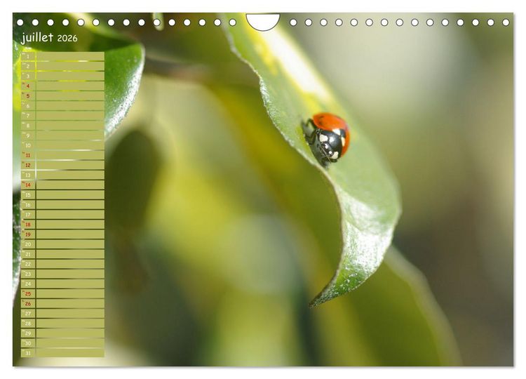 Produktbild: Coccinelles rouges &agrave; points noirs (Calendrier mural 2026 DIN A4 vertical), CALVENDO calendrier mensuel