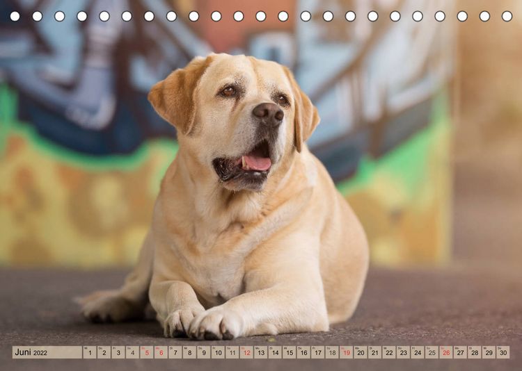 Produktbild: Boxerh&uuml;ndin Paula and Friends (Tischkalender 2022 DIN A5 quer)