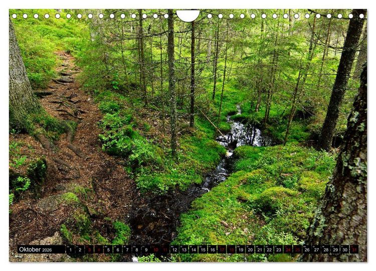 Produktbild: Tiveden, der NatURWALD in Schweden (Wandkalender 2026 DIN A4 quer), CALVENDO Monatskalender
