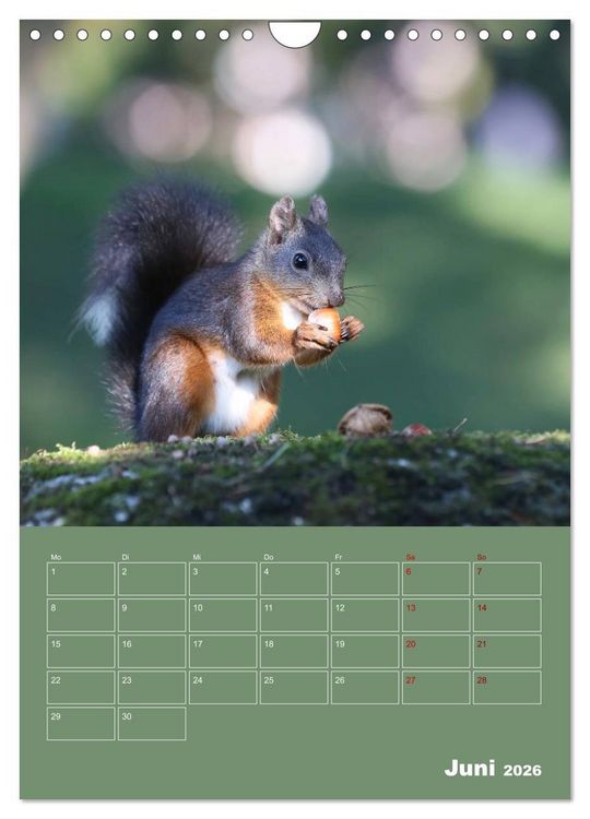 Produktbild: Eichh&ouml;rnchen - Planer (Wandkalender 2026 DIN A4 hoch), CALVENDO Monatskalender