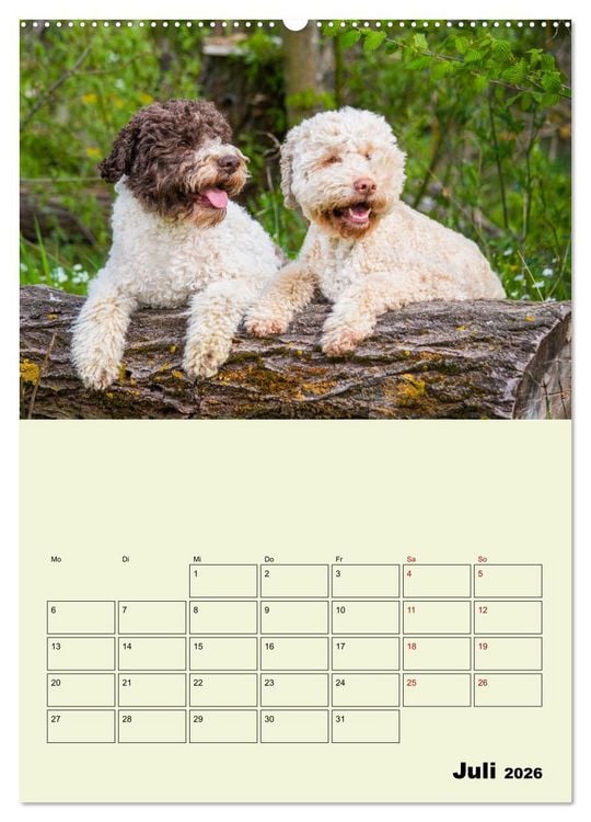 Produktbild: Lagotto Romagnolo - Der Tr&uuml;ffelhund Italiens - Planer (hochwertiger Premium Wandkalender 2026 DIN A2 hoch), Kunstdruck in Hochglanz