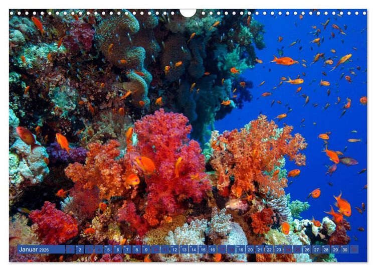 Produktbild: Farbenfrohes Meer (Wandkalender 2026 DIN A3 quer), CALVENDO Monatskalender