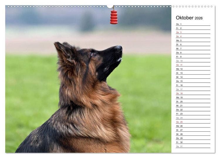 Produktbild: Zauberhafte Langhaar Sch&auml;ferhunde (hochwertiger Premium Wandkalender 2026 DIN A2 quer), Kunstdruck in Hochglanz