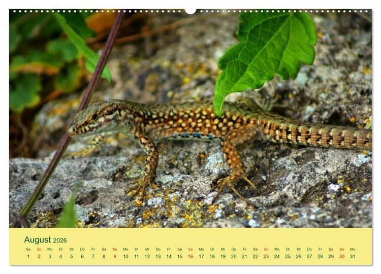 Produktbild: Flinke Eidechsen (hochwertiger Premium Wandkalender 2026 DIN A2 quer), Kunstdruck in Hochglanz