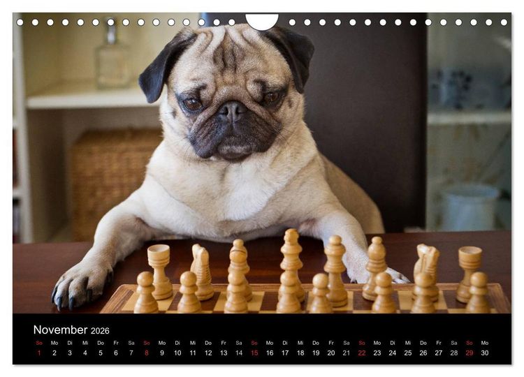 Produktbild: Mops 2026 (Wandkalender 2026 DIN A4 quer), CALVENDO Monatskalender